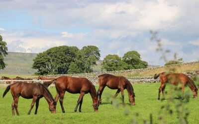 Evening of racing at Hamilton Park with Blu Bloodstock Horses